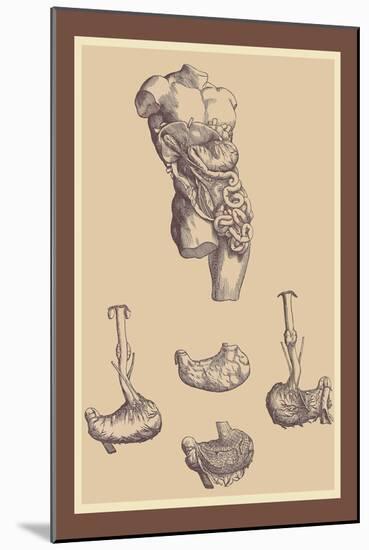 Stomach-Andreas Vesalius-Mounted Art Print