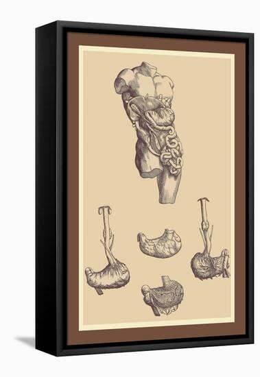 Stomach-Andreas Vesalius-Framed Stretched Canvas