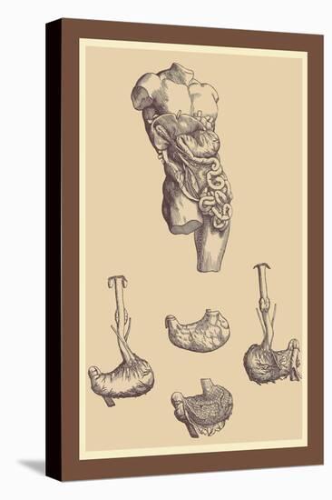 Stomach-Andreas Vesalius-Stretched Canvas