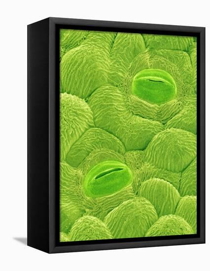 Stomata on a Camellia Leaf-Micro Discovery-Framed Stretched Canvas