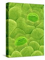 Stomata on a Camellia Leaf-Micro Discovery-Stretched Canvas