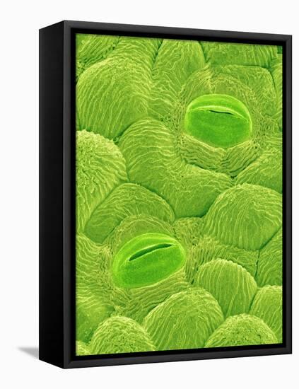 Stomata on a Camellia Leaf-Micro Discovery-Framed Stretched Canvas