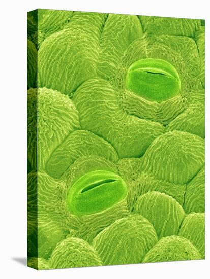 Stomata on a Camellia Leaf-Micro Discovery-Stretched Canvas