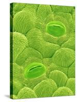 Stomata on a Camellia Leaf-Micro Discovery-Stretched Canvas