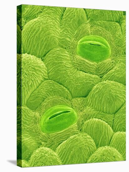 Stomata on a Camellia Leaf-Micro Discovery-Stretched Canvas