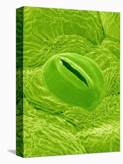 Stomata on a Camellia Leaf-Micro Discovery-Stretched Canvas