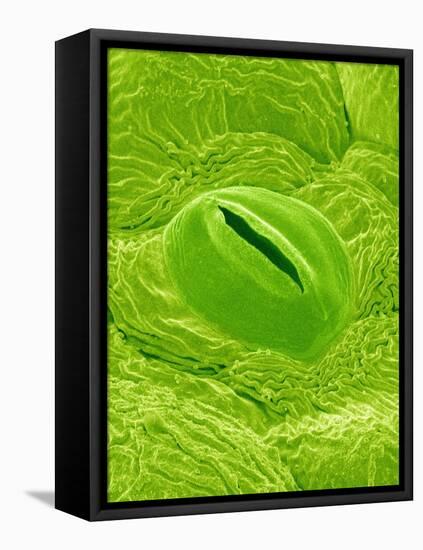 Stomata on a Camellia Leaf-Micro Discovery-Framed Stretched Canvas