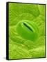 Stomata on a Camellia Leaf-Micro Discovery-Framed Stretched Canvas