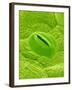 Stomata on a Camellia Leaf-Micro Discovery-Framed Photographic Print