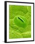 Stomata on a Camellia Leaf-Micro Discovery-Framed Photographic Print