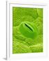 Stomata on a Camellia Leaf-Micro Discovery-Framed Photographic Print