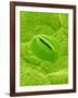 Stomata on a Camellia Leaf-Micro Discovery-Framed Photographic Print