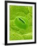 Stomata on a Camellia Leaf-Micro Discovery-Framed Photographic Print