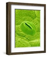 Stomata on a Camellia Leaf-Micro Discovery-Framed Photographic Print