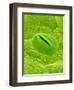 Stomata on a Camellia Leaf-Micro Discovery-Framed Photographic Print