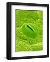 Stomata on a Camellia Leaf-Micro Discovery-Framed Photographic Print