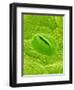 Stomata on a Camellia Leaf-Micro Discovery-Framed Photographic Print