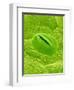 Stomata on a Camellia Leaf-Micro Discovery-Framed Photographic Print