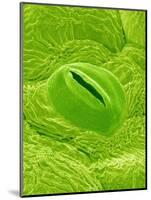 Stomata on a Camellia Leaf-Micro Discovery-Mounted Photographic Print