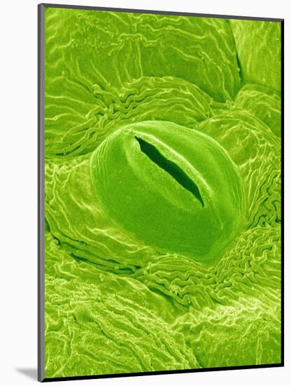 Stomata on a Camellia Leaf-Micro Discovery-Mounted Photographic Print