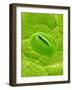 Stomata on a Camellia Leaf-Micro Discovery-Framed Photographic Print