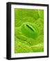 Stomata on a Camellia Leaf-Micro Discovery-Framed Photographic Print