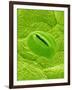 Stomata on a Camellia Leaf-Micro Discovery-Framed Photographic Print