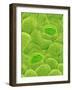 Stomata on a Camellia Leaf-Micro Discovery-Framed Photographic Print