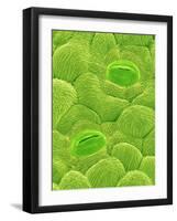 Stomata on a Camellia Leaf-Micro Discovery-Framed Photographic Print