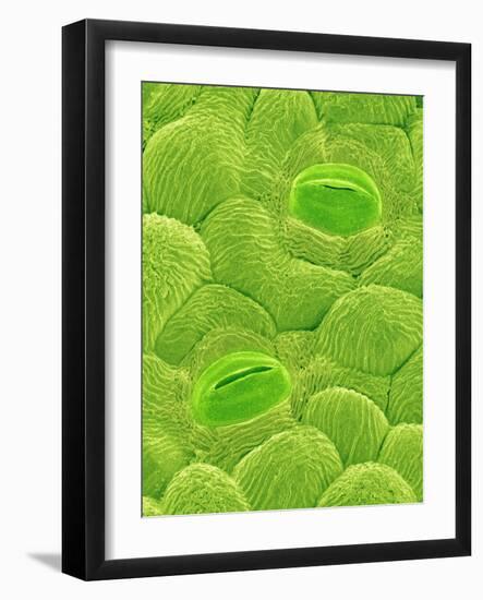 Stomata on a Camellia Leaf-Micro Discovery-Framed Photographic Print