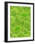 Stomata on a Camellia Leaf-Micro Discovery-Framed Photographic Print