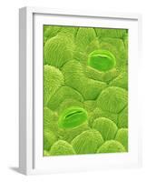 Stomata on a Camellia Leaf-Micro Discovery-Framed Photographic Print