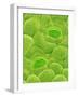 Stomata on a Camellia Leaf-Micro Discovery-Framed Photographic Print