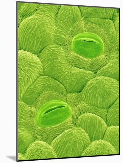 Stomata on a Camellia Leaf-Micro Discovery-Mounted Photographic Print