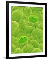 Stomata on a Camellia Leaf-Micro Discovery-Framed Photographic Print