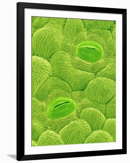 Stomata on a Camellia Leaf-Micro Discovery-Framed Photographic Print