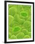 Stomata on a Camellia Leaf-Micro Discovery-Framed Photographic Print