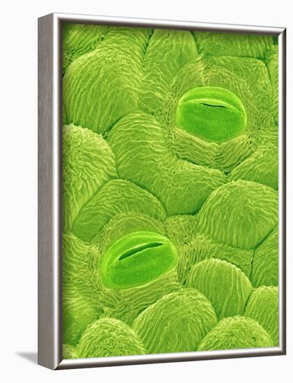 Stomata on a Camellia Leaf-Micro Discovery-Framed Photographic Print