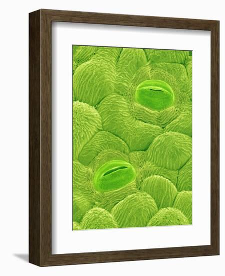 Stomata on a Camellia Leaf-Micro Discovery-Framed Photographic Print