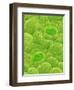 Stomata on a Camellia Leaf-Micro Discovery-Framed Photographic Print