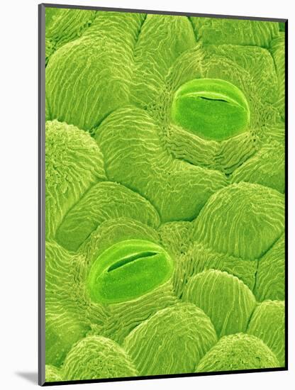 Stomata on a Camellia Leaf-Micro Discovery-Mounted Photographic Print