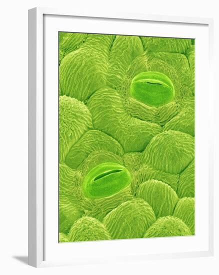 Stomata on a Camellia Leaf-Micro Discovery-Framed Photographic Print