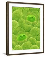 Stomata on a Camellia Leaf-Micro Discovery-Framed Photographic Print