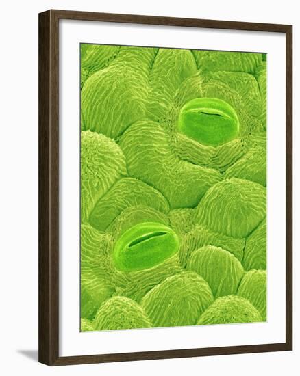 Stomata on a Camellia Leaf-Micro Discovery-Framed Photographic Print