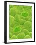 Stomata on a Camellia Leaf-Micro Discovery-Framed Photographic Print