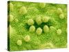 Stomata on Rice Plant Leaf-Micro Discovery-Stretched Canvas