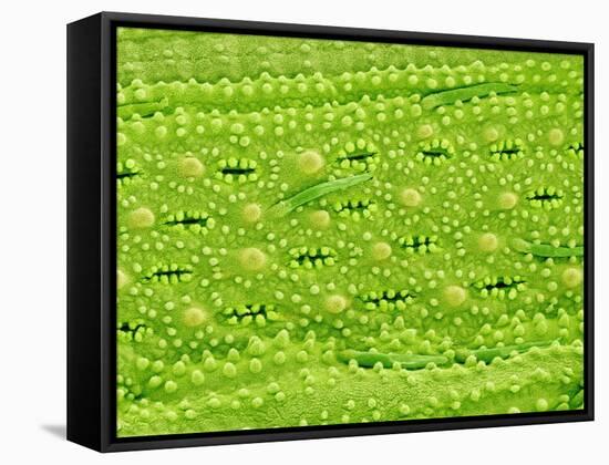 Stomata on Rice Plant Leaf-Micro Discovery-Framed Stretched Canvas