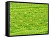 Stomata on Rice Plant Leaf-Micro Discovery-Framed Stretched Canvas