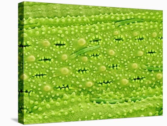 Stomata on Rice Plant Leaf-Micro Discovery-Stretched Canvas