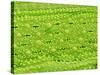 Stomata on Rice Plant Leaf-Micro Discovery-Stretched Canvas